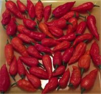 Fresh Bhut Jolokia Pods 100 Pounds 