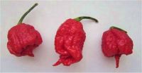 50 Kilogram - 110 Pounds Dried Carolina Reaper Pods