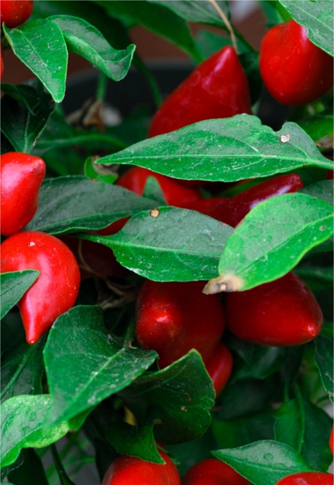 Pequin Pepper Plant