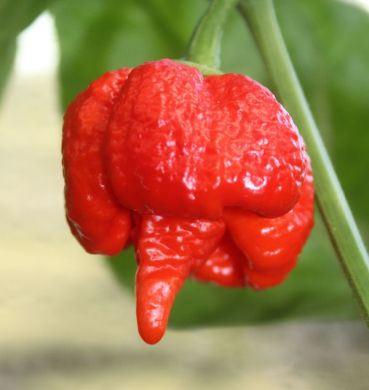 Trinidad Scorpion Seeds